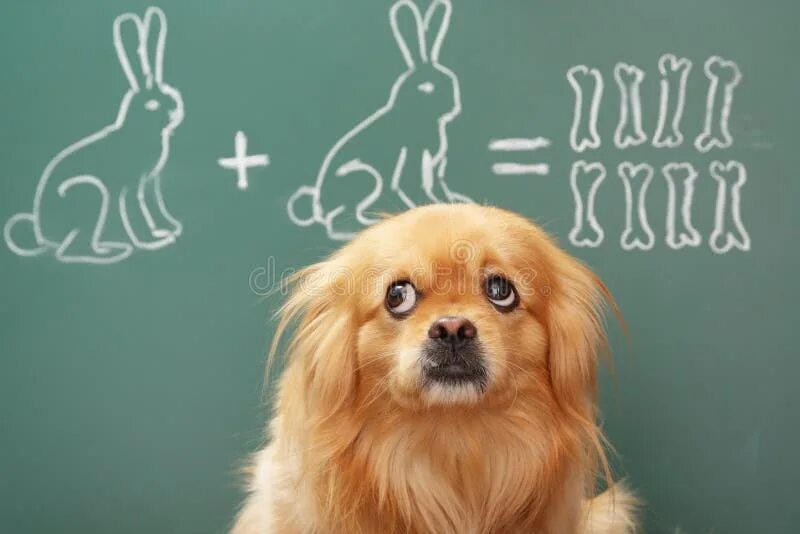 Картинка животное учится Clever Mathematician Stock Photos - Free & Royalty-Free Stock Photos from Dreams