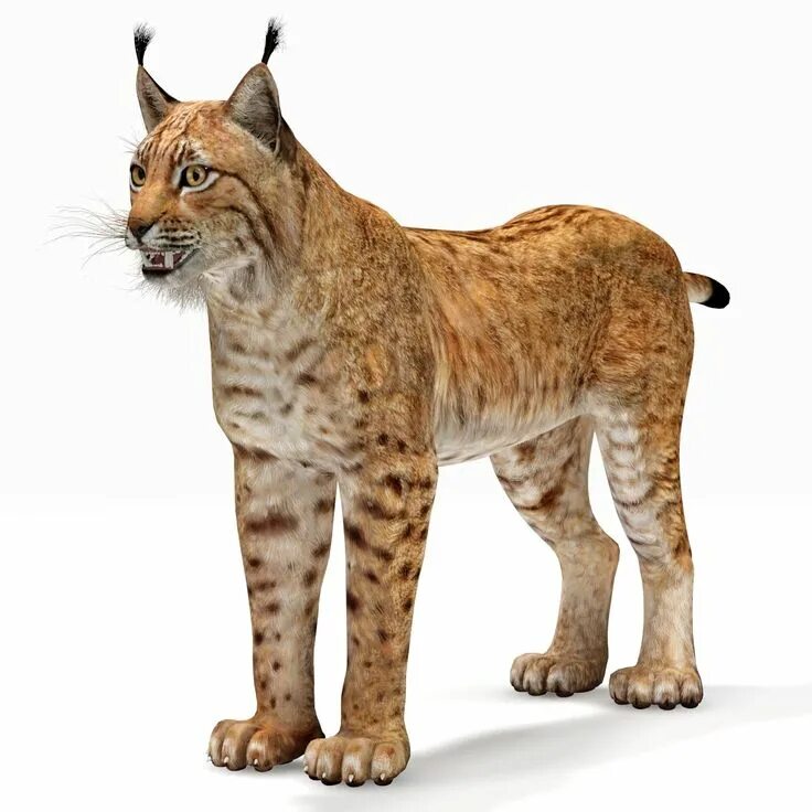 Картинка животного дикого по отдельности max lynx eurasian Lynx, Max, 3d model