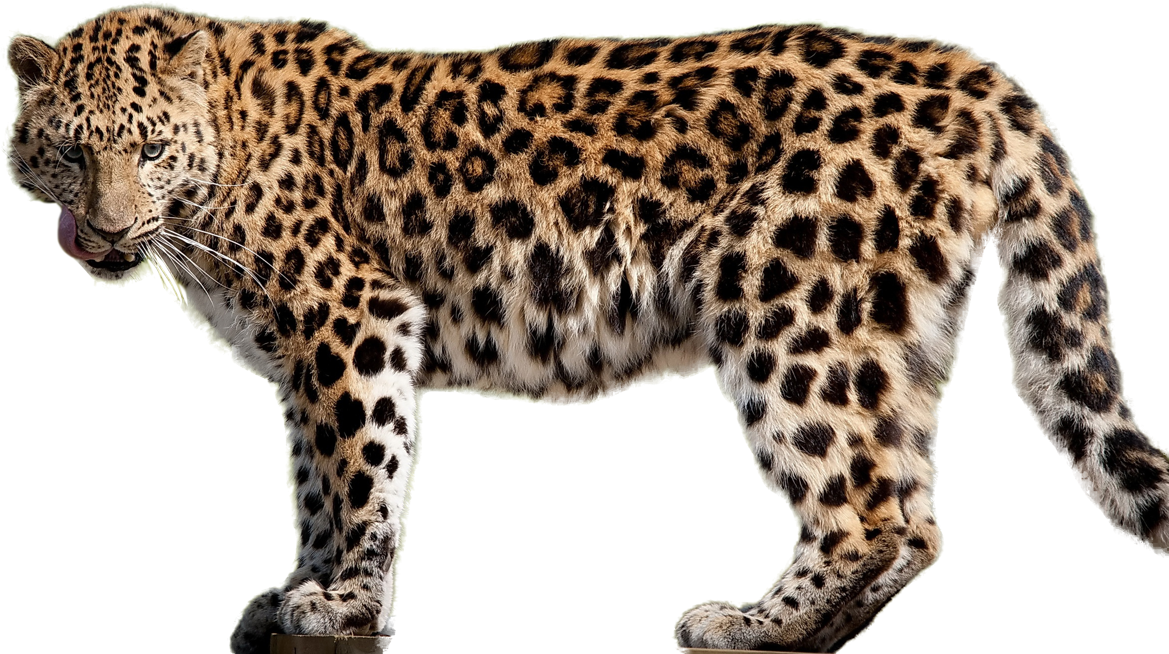 Картинка животного дикого по отдельности Jaguar Png - (2560x1600) Png Clipart Download