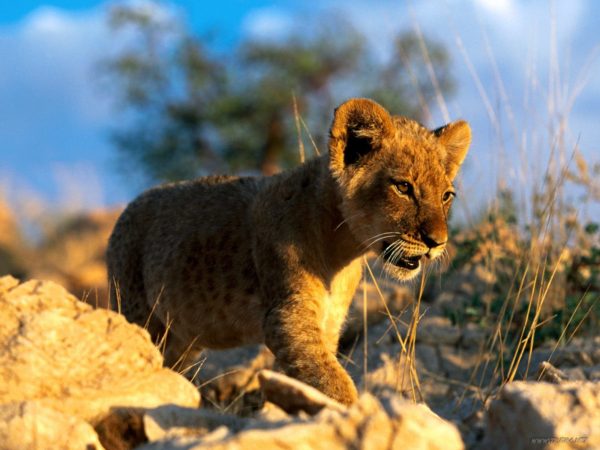 Картинка животного дикого по отдельности Baby Lion Wallpaper, Lion Cub Light Wallpaper, #25442
