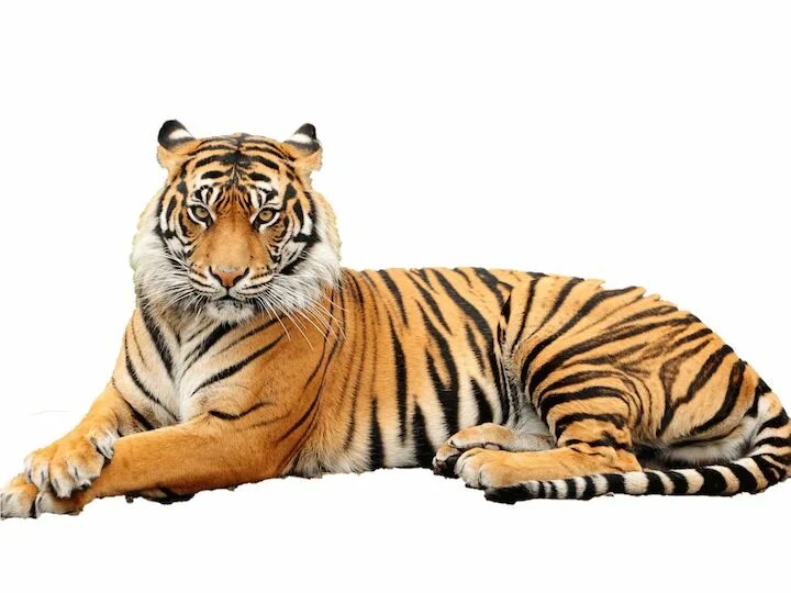 Картинка животного дикого по отдельности Pin on Animales Tiger images, Tiger wallpaper, Animal wallpaper