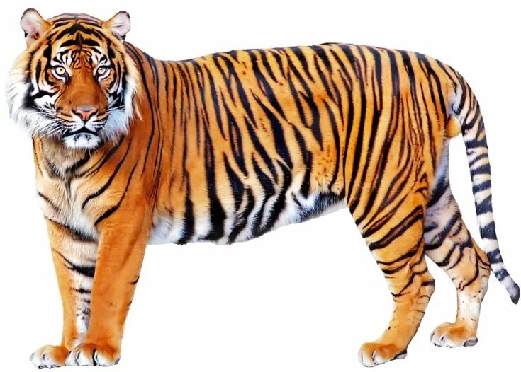 Картинка животного дикого по отдельности Tiger images, Tiger pictures, Animal wallpaper