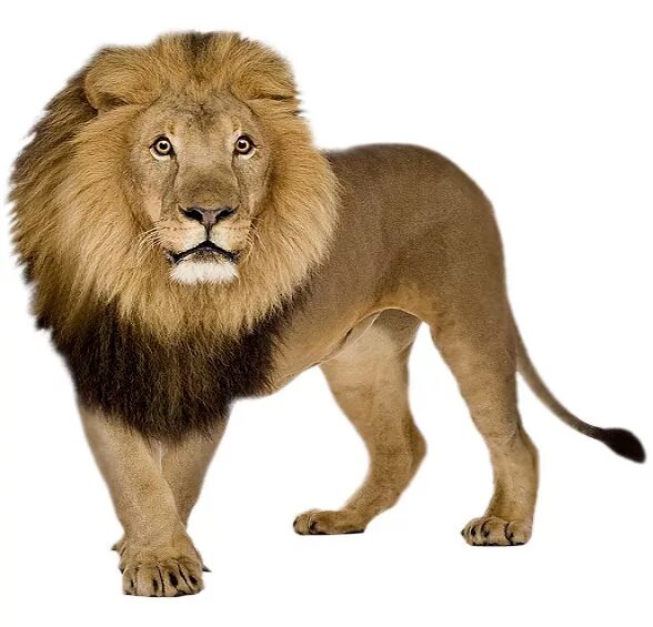 Картинка животного дикого по отдельности Lion PNG image with transparent background Lion pictures, Lion images, Animals