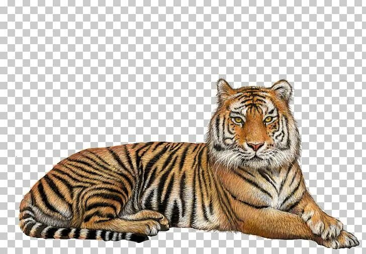 Картинка животного дикого по отдельности Tiger PNG - Free Download Tiger, Warriors wallpaper, Png