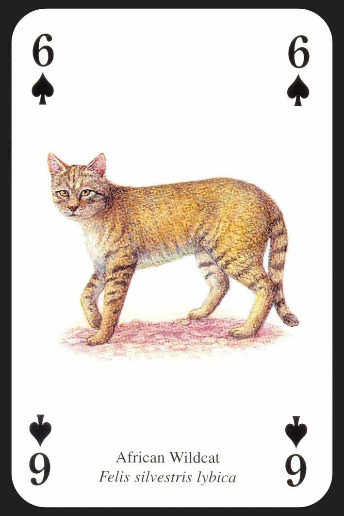 Картинка животного карта Пин от пользователя Teresa Rawson на доске 11- PLAYING CARDS Игральные карты, Ка