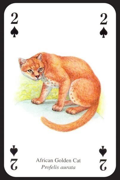 Картинка животного карта Cats карта