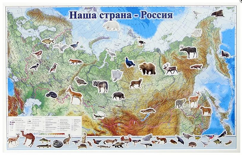 Картинка животного карта Наша страна - Россия: животные (магнитные карточки)