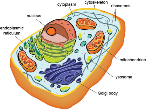 Картинка животной клетки OCR A A LEVEL BIOLOGY - CELL STRUCTURE Flashcards Quizlet