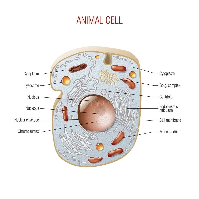 Картинка животной клетки Animal cell stock vector. Illustration of cellular, engineering - 32819899
