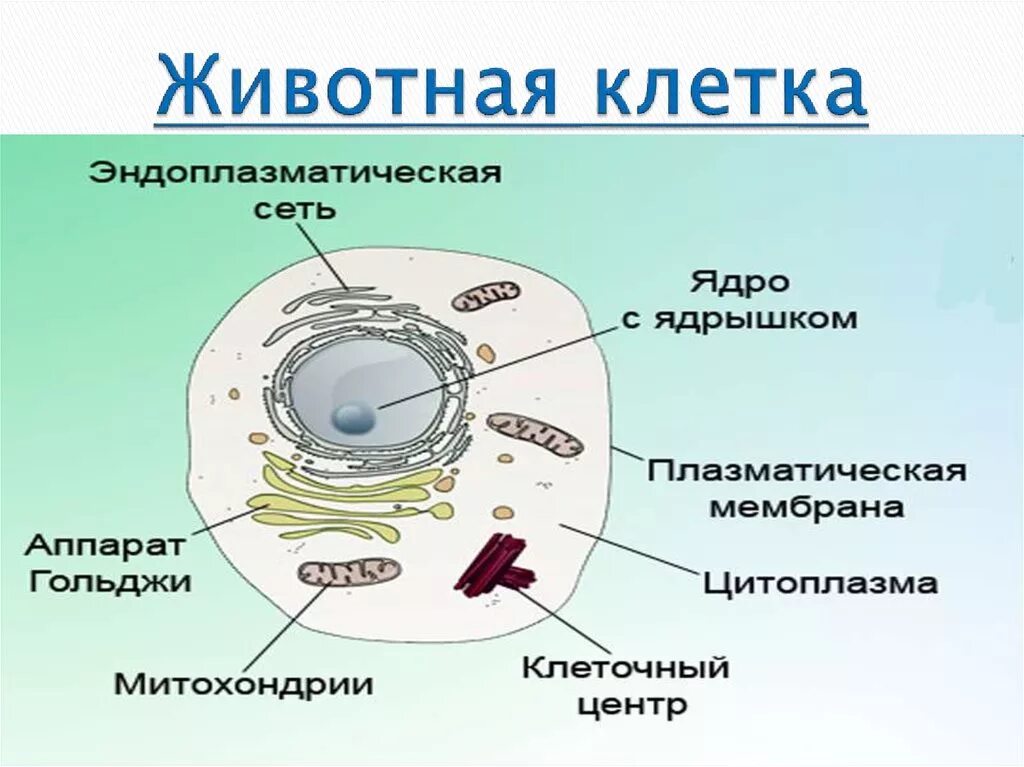 Картинка животной клетки Строение клеток животных изучает