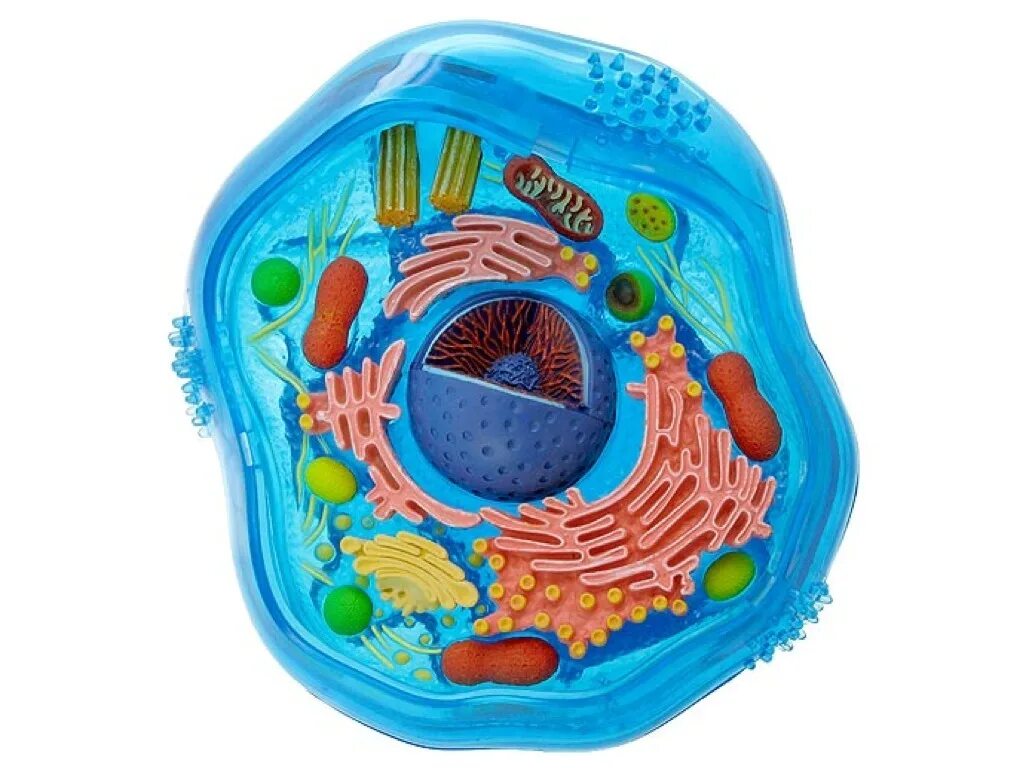 Картинка животной клетки Unit 2: Dynamic Cell, Packet 4- Diagram of Eukaryotic Cell Diagram Quizlet