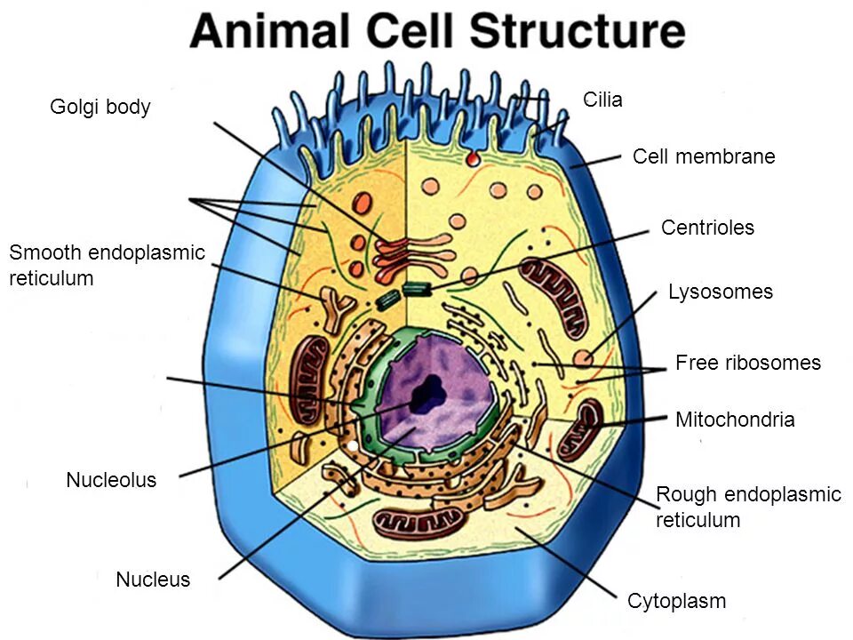 Картинка животной клетки Cytology The study of cells. - ppt download