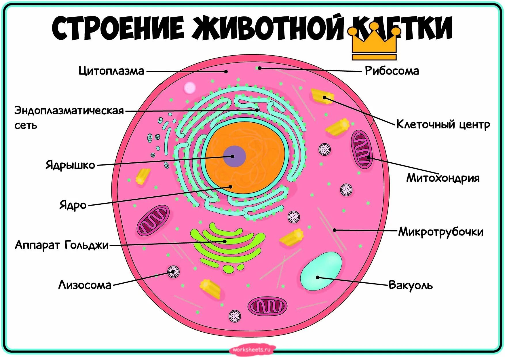 Картинка животной клетки Картинки ЖИВОТНАЯ КЛЕТКА ТЕРМИН