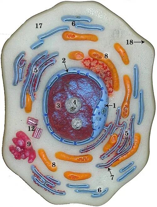 Картинка животной клетки Diagram of Cell Model Quizlet