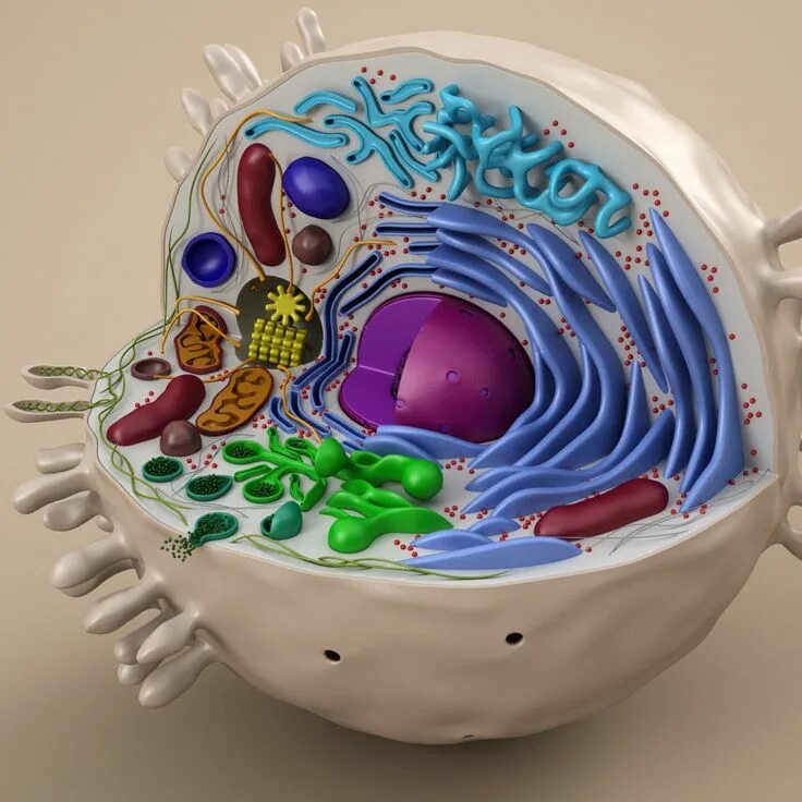 Картинка животной клетки Pin on Biología