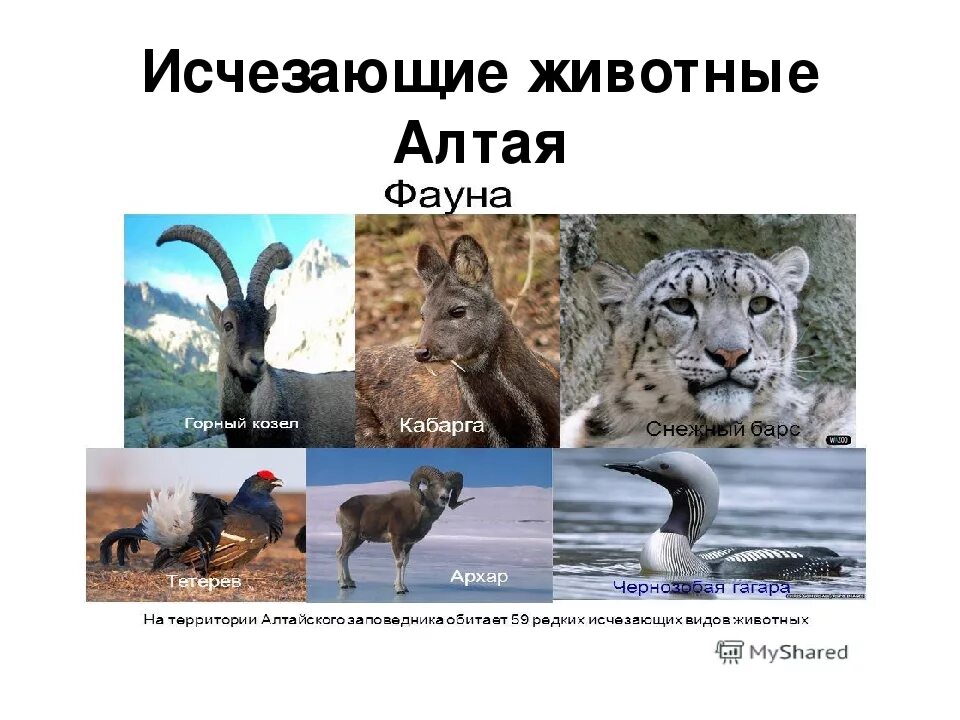 Картинка животные алтайского края Животные алтайского края проект