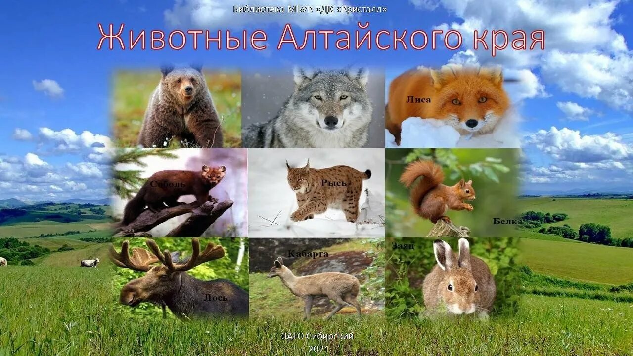 Картинка животные алтайского края Животные алтайского края проект
