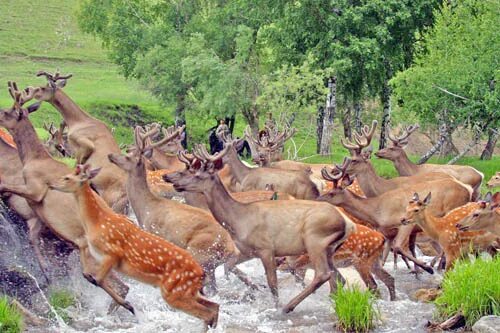 Картинка животные алтайского края The Gifts of Altai
