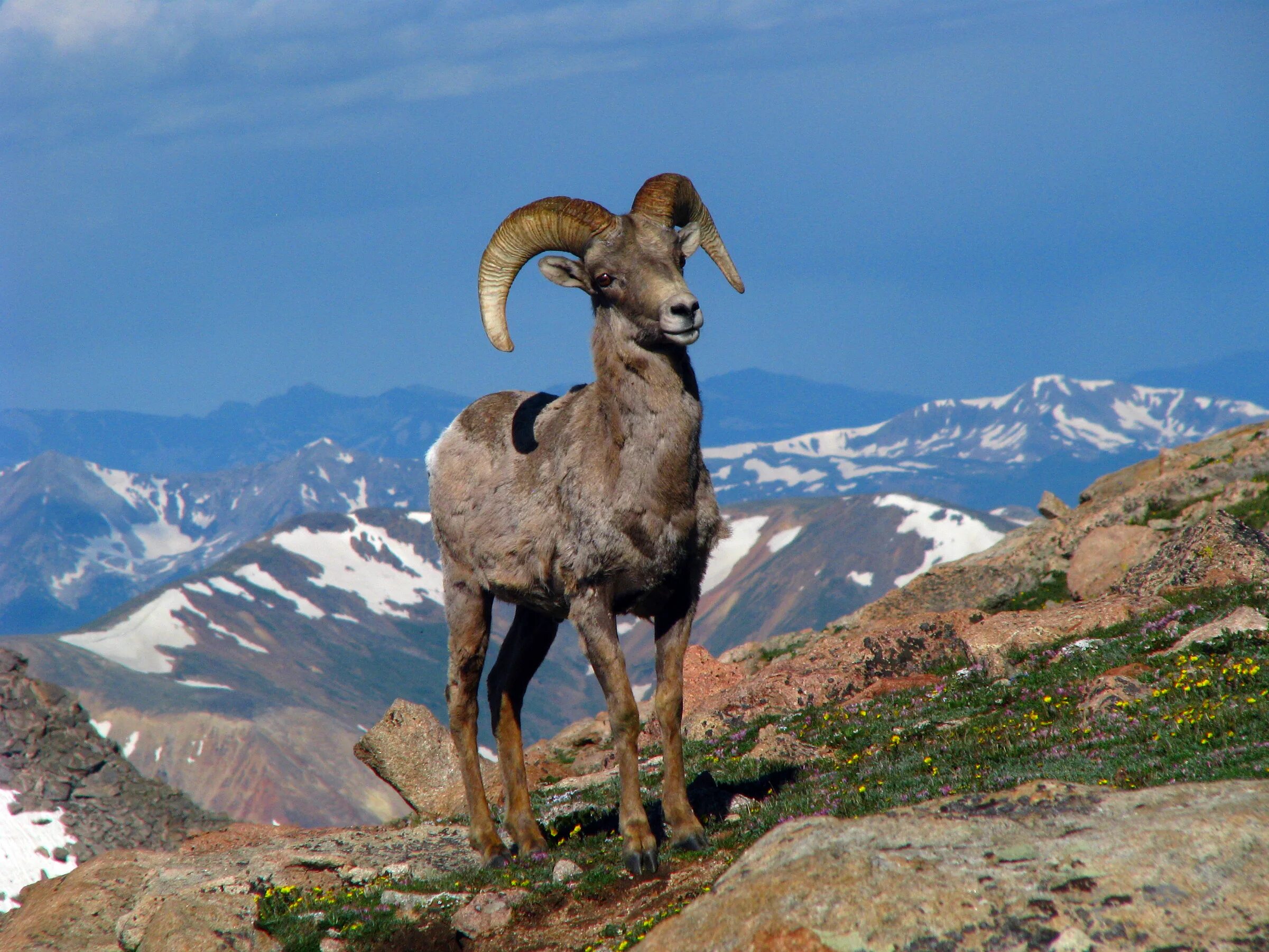 Картинка животные гор Wallpaper : argali, fauna, mountainous landforms, wildlife, bighorn, horn, cow g
