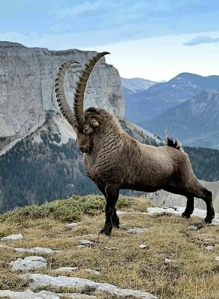 Картинка животные гор Pin on nature & animals Unusual animals, Rare animals, Majestic animals