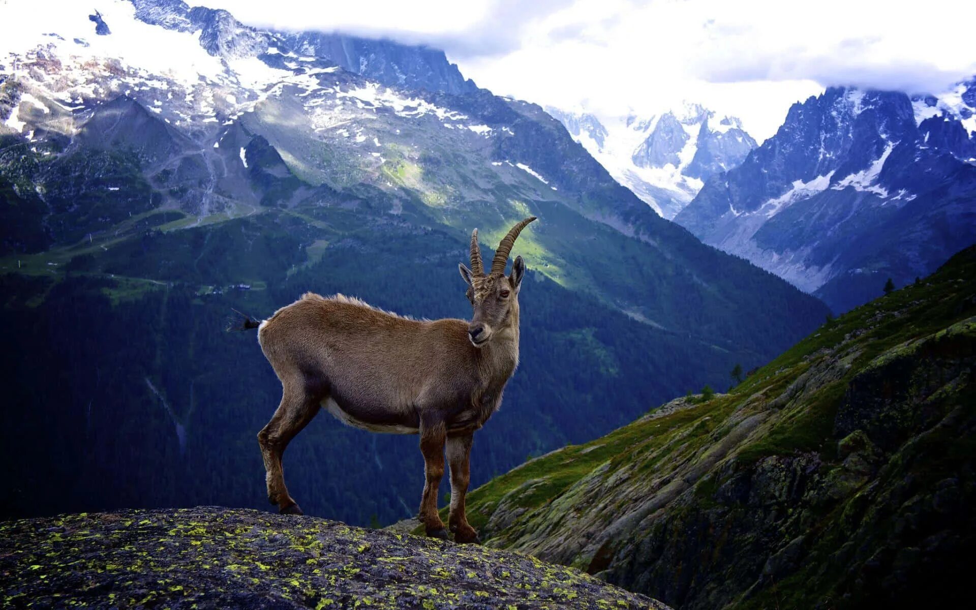 Картинка животные гор Download A Goat Standing On Top Of A Mountain With Mountains In The Background W