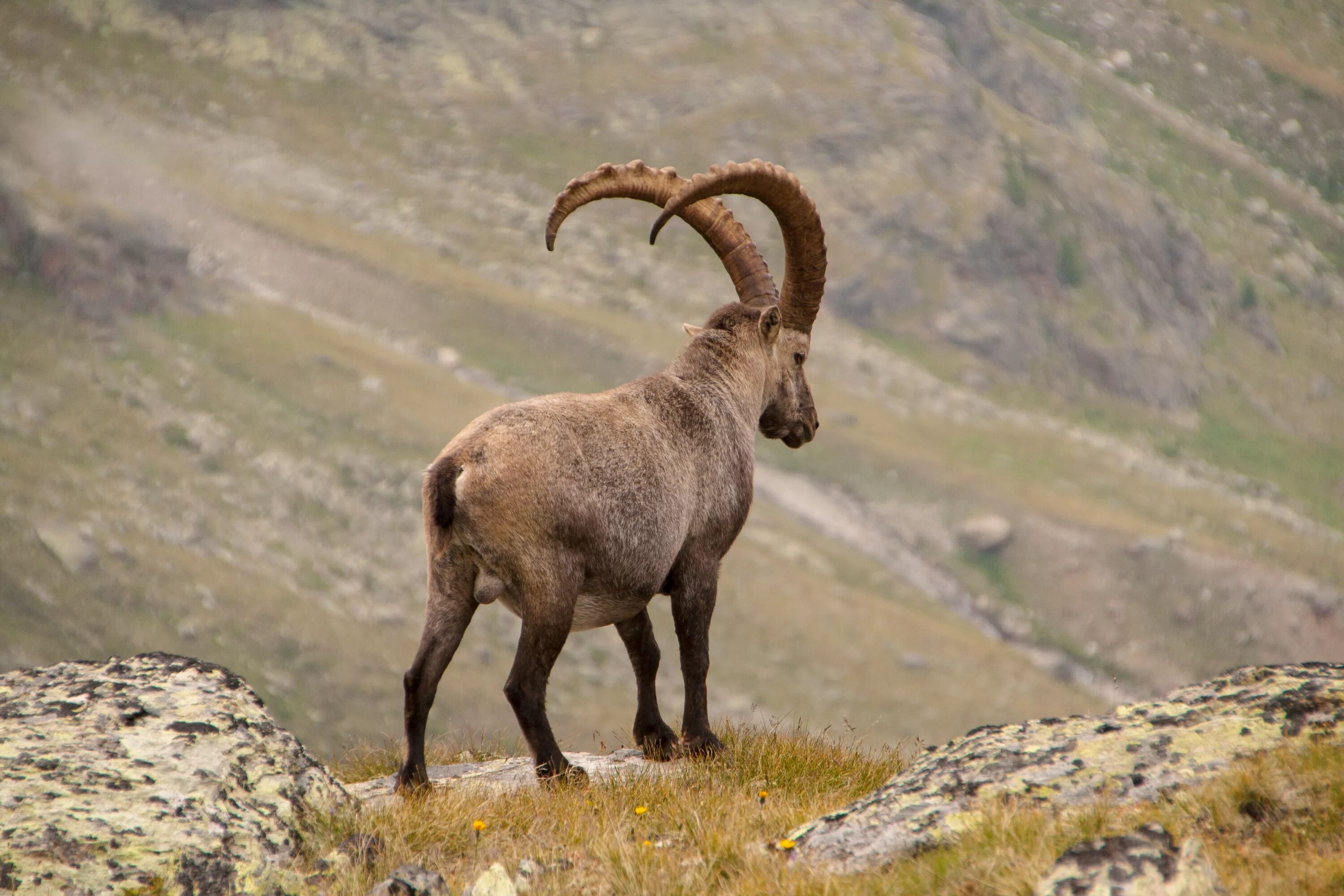 Картинка животные гор Download wallpaper 3888x2592 alpine ibex, goat, mountains, horns hd background