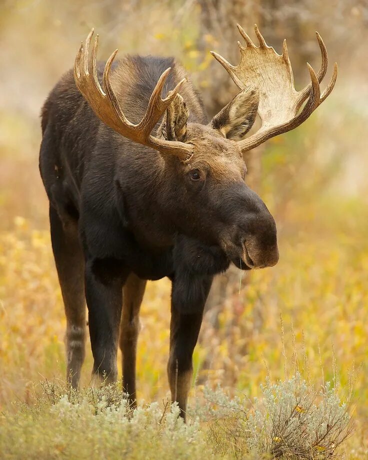 Картинка животные лось jackson Hole, October 2010 Moose, Moose hunting, Moose pictures