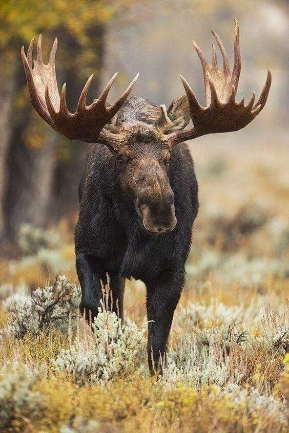 Картинка животные лось Pin on Animals Moose pictures, Bull moose, Wild animals photography