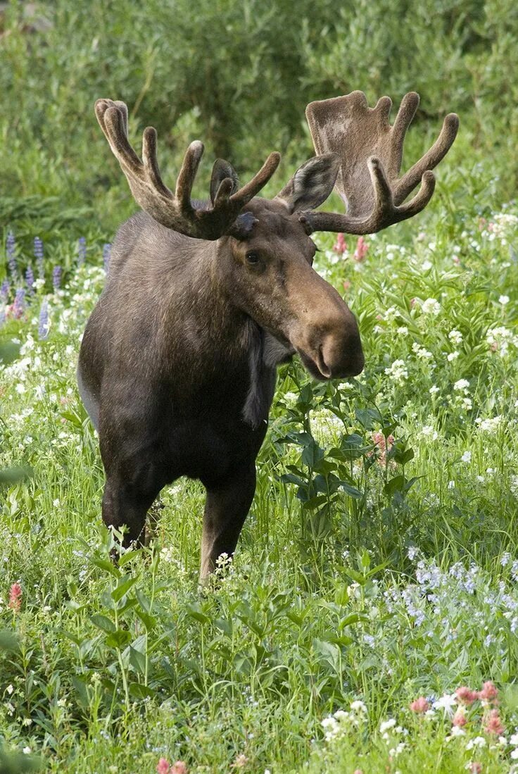 Картинка животные лось 11 American Animals That Give Australian Wildlife A Run For Its Money Animals wi