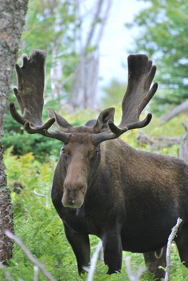 Картинка животные лось File:Orignal - Moose 2 (face - front view).jpg - Wikipedia