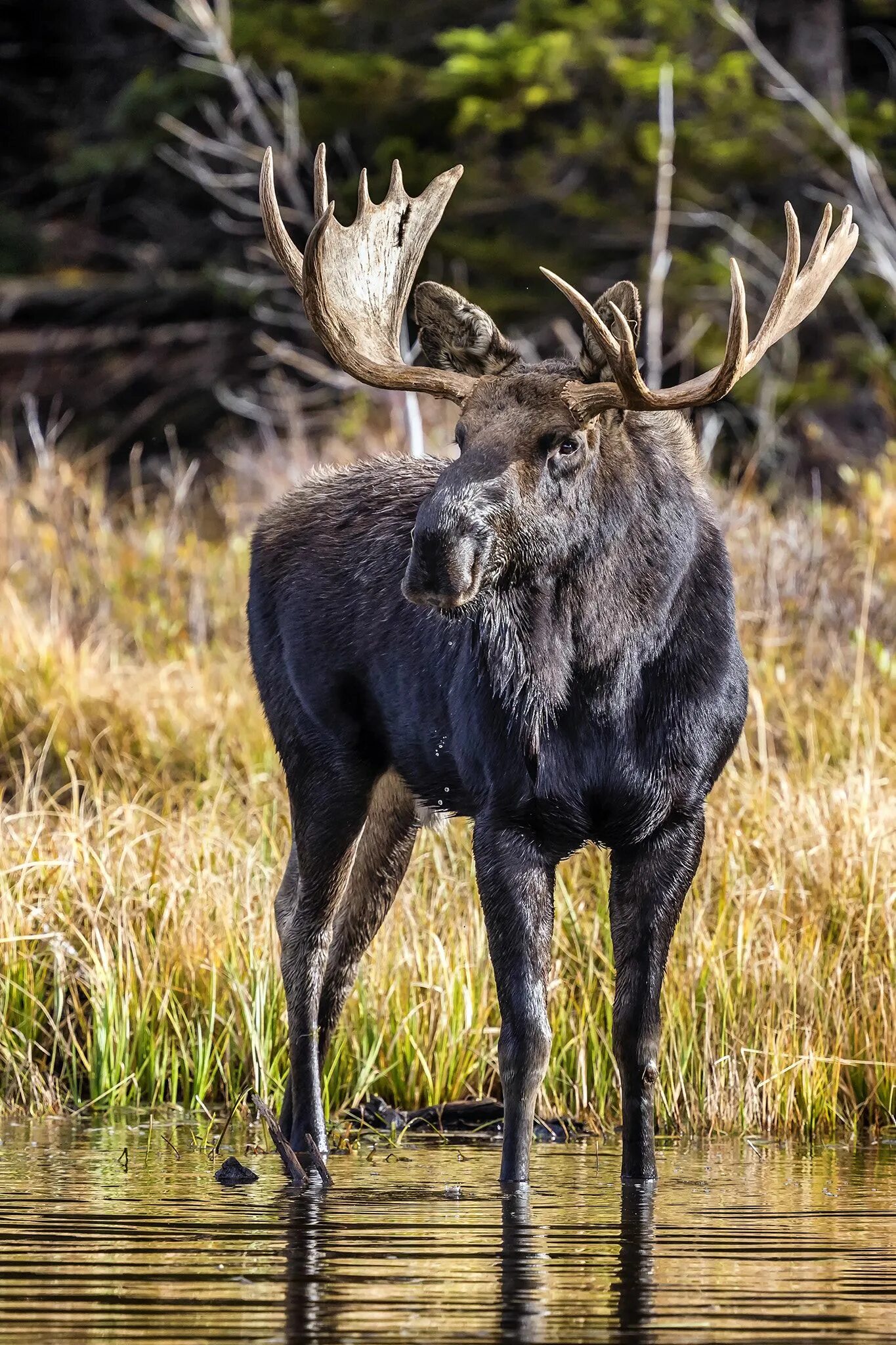 Картинка животные лось Legs - The tallest bull moose (6' tall at the shoulders). This image shows their