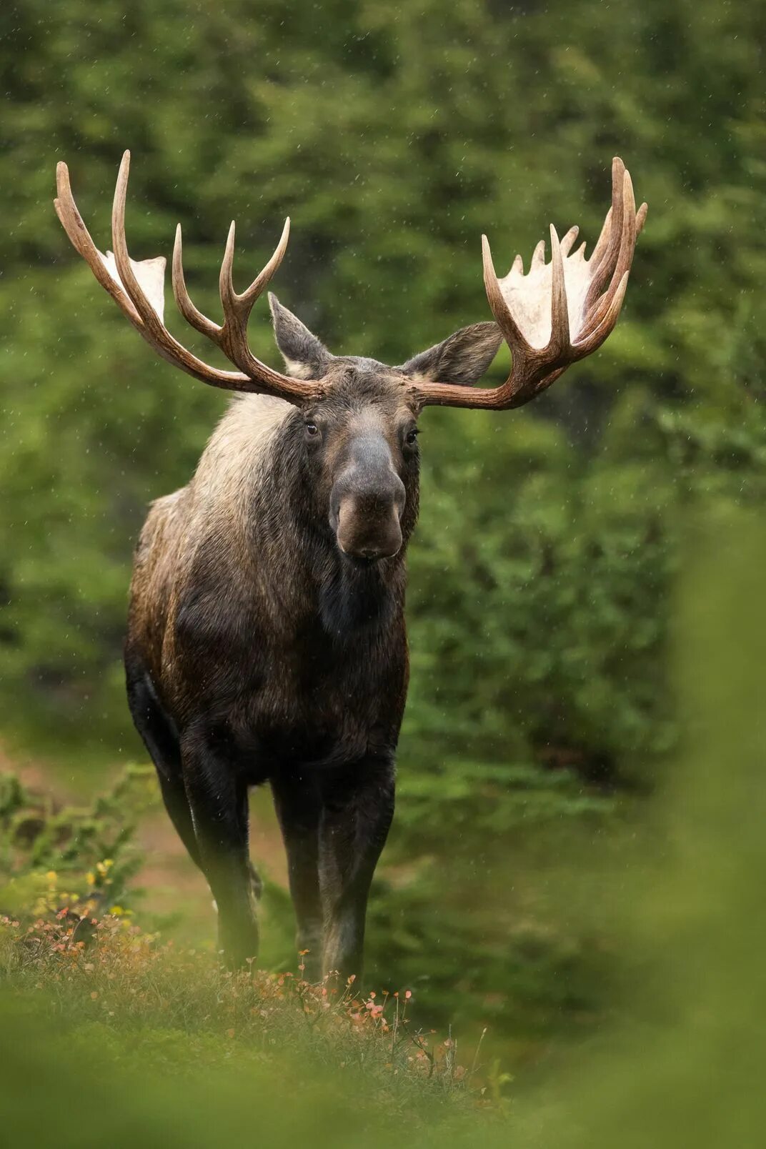 Картинка животные лось King of the Forest Moose pictures, Animals wild, Moose