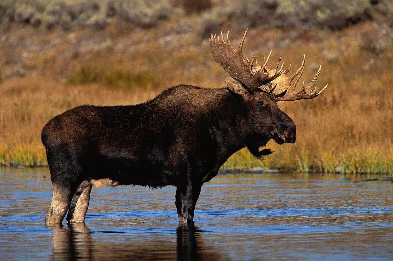 Картинка животные лось Climate Change Causes Decrease in Moose Population - The Environmental Times
