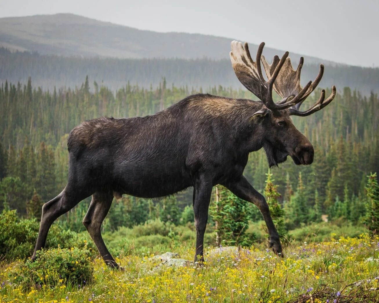 Картинка животные лось Why we don’t see moose in the Bay Area or in zoos in 2022 Moose pictures, Animal