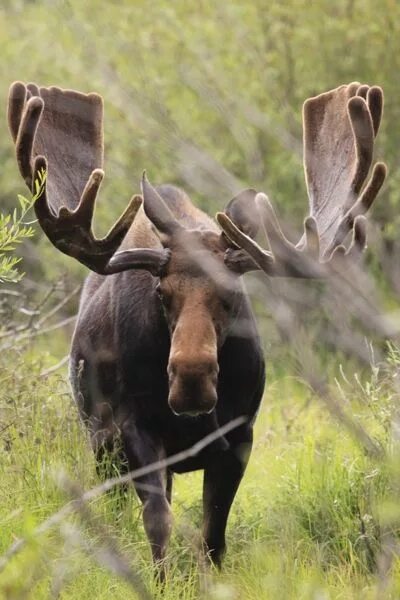 Картинка животные лось Eric Virkler - Faces of Nature Photography - Photo Blog - SHOTS FROM THE FIELD -