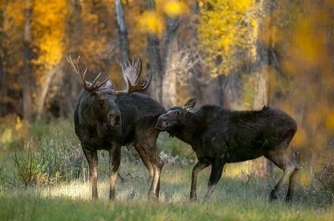 Картинка животные лось Pin by Николай Александрович on ФОТО-3. Moose, Fox pups, Wildlife art