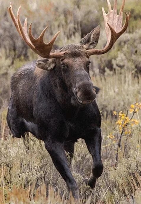 Картинка животные лось Pin by Sarah Little on Animals Moose, Moose pictures, North american animals