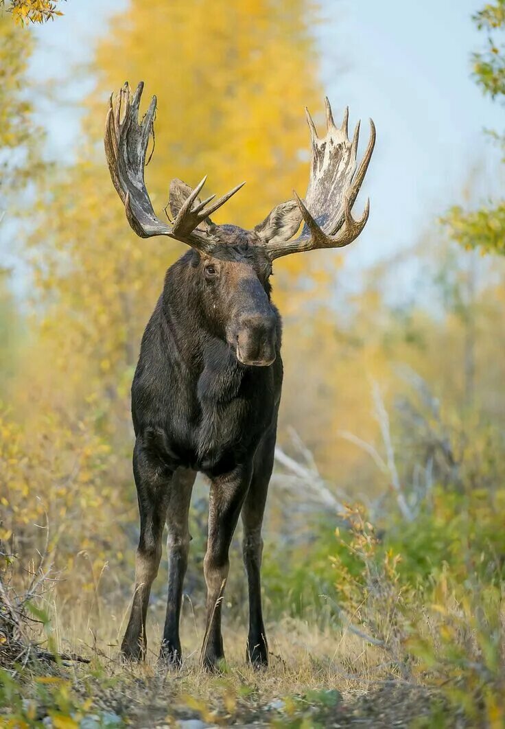 Картинка животные лось Pin on Awesome creatures... totems Moose pictures, Animals wild, Deer species