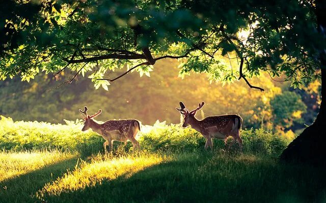 Картинка животные природа человек in a land where only magic happens Nature, Animals, Scenery