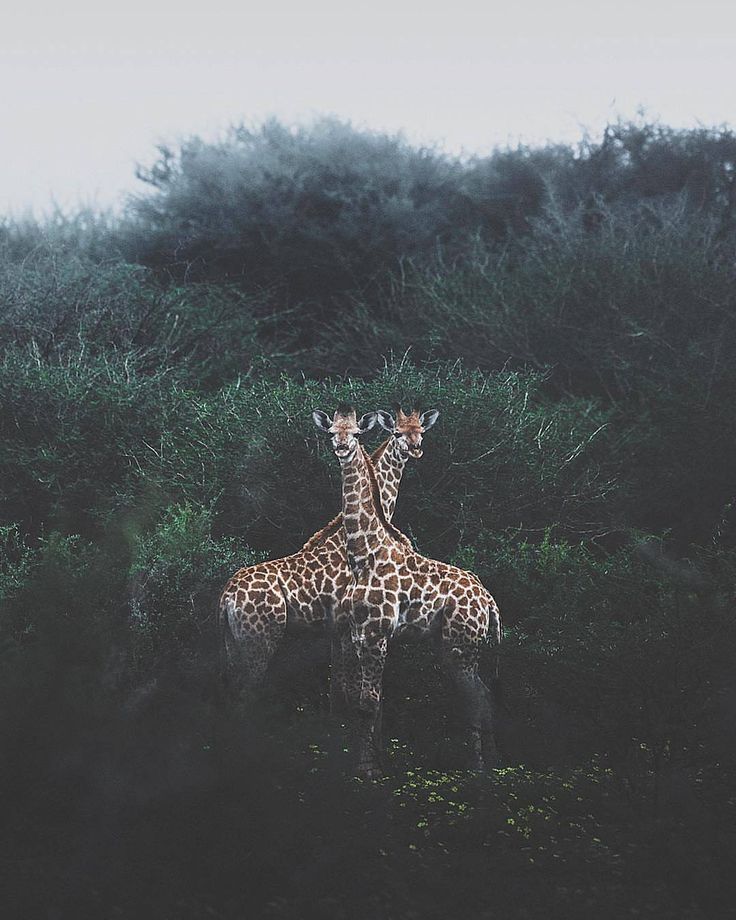Картинка животные природа человек @travel.escape Enjoy life, travel, discover, live the moment, and savor every mo