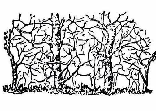 Картинка животные спрятались How many animals can you spot? Illusions, Hidden art, Optical illusions art