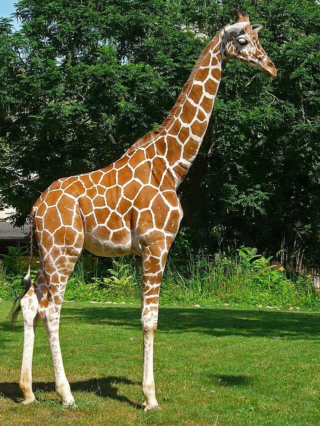 Картинка животных жираф File:Giraffa camelopardalis reticulata 01.JPG - Wikipedia