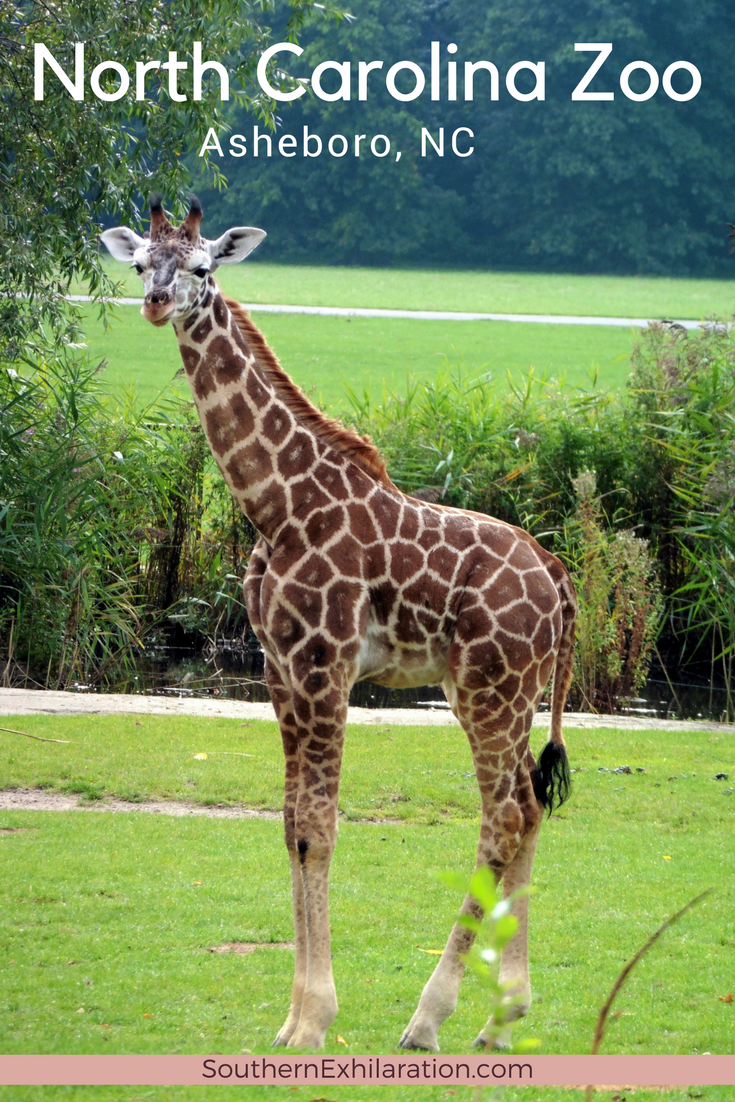 Картинка животных жираф North Carolina Zoo North carolina, Zoo, Free images