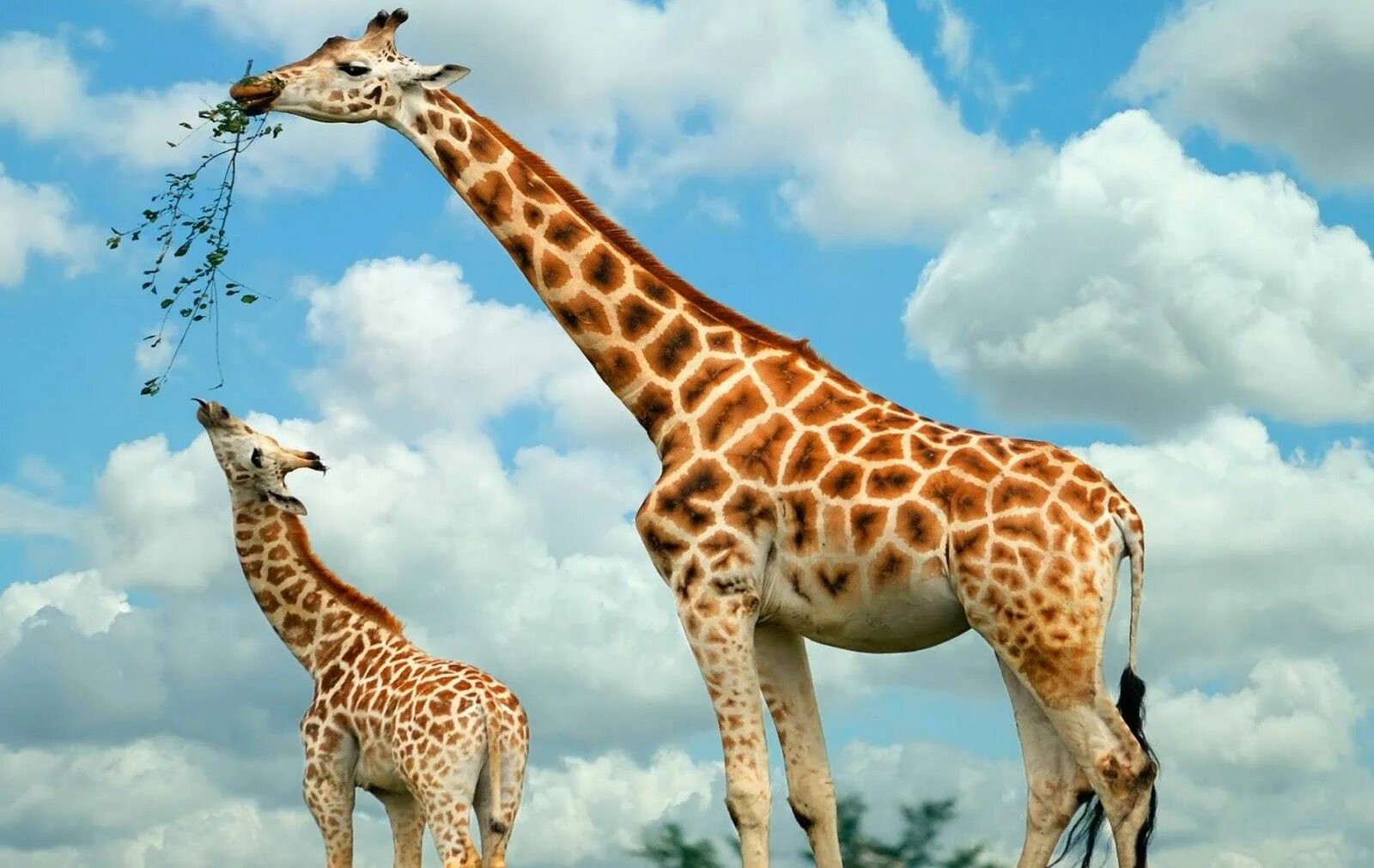 Картинка животных жираф Giraffe Achtergronden HD Wallpapers Giraffe pictures, Giraffe images, Giraffe