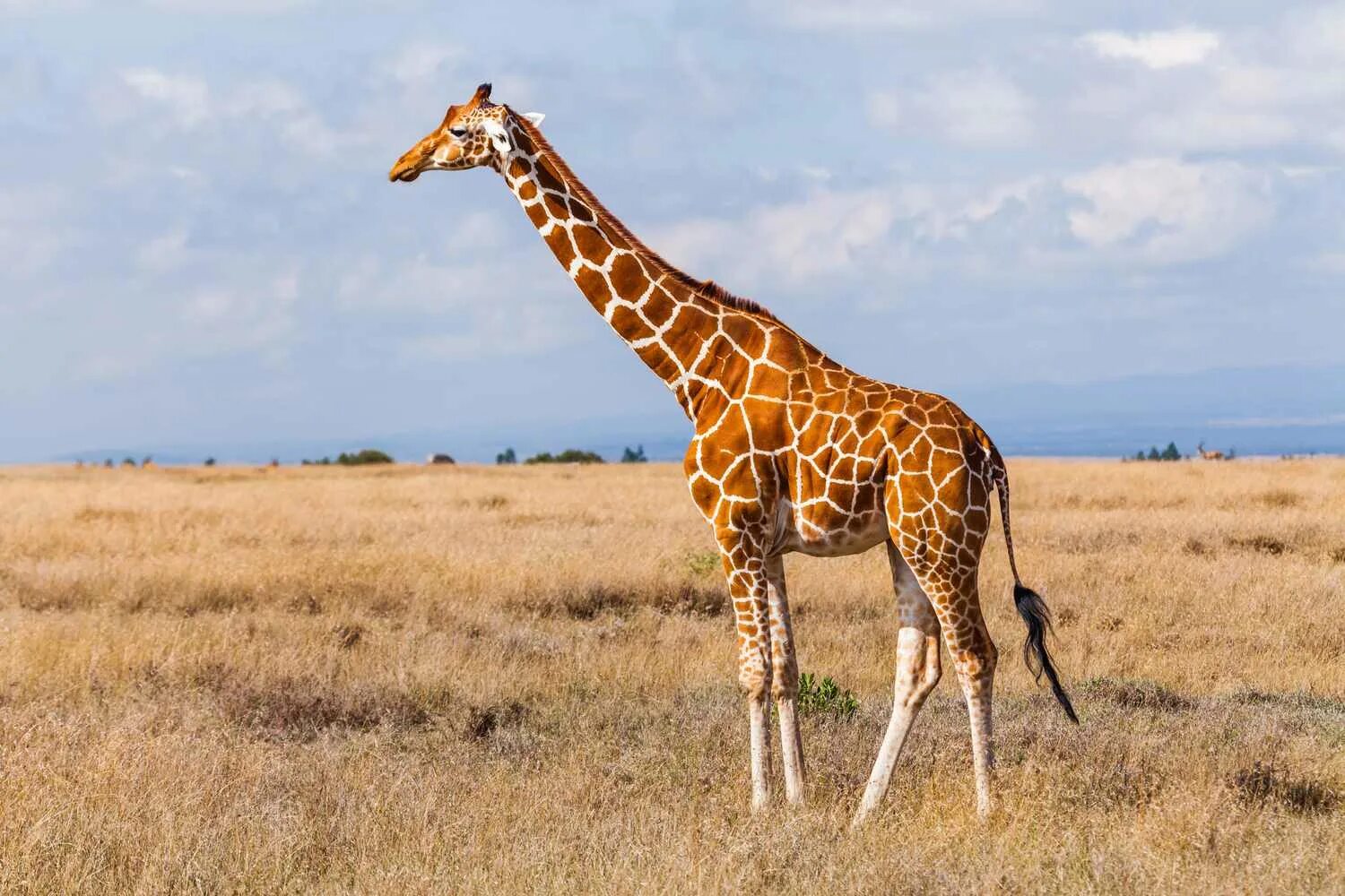Картинка животных жираф Giraffe Facts: Habitat, Behavior, Diet