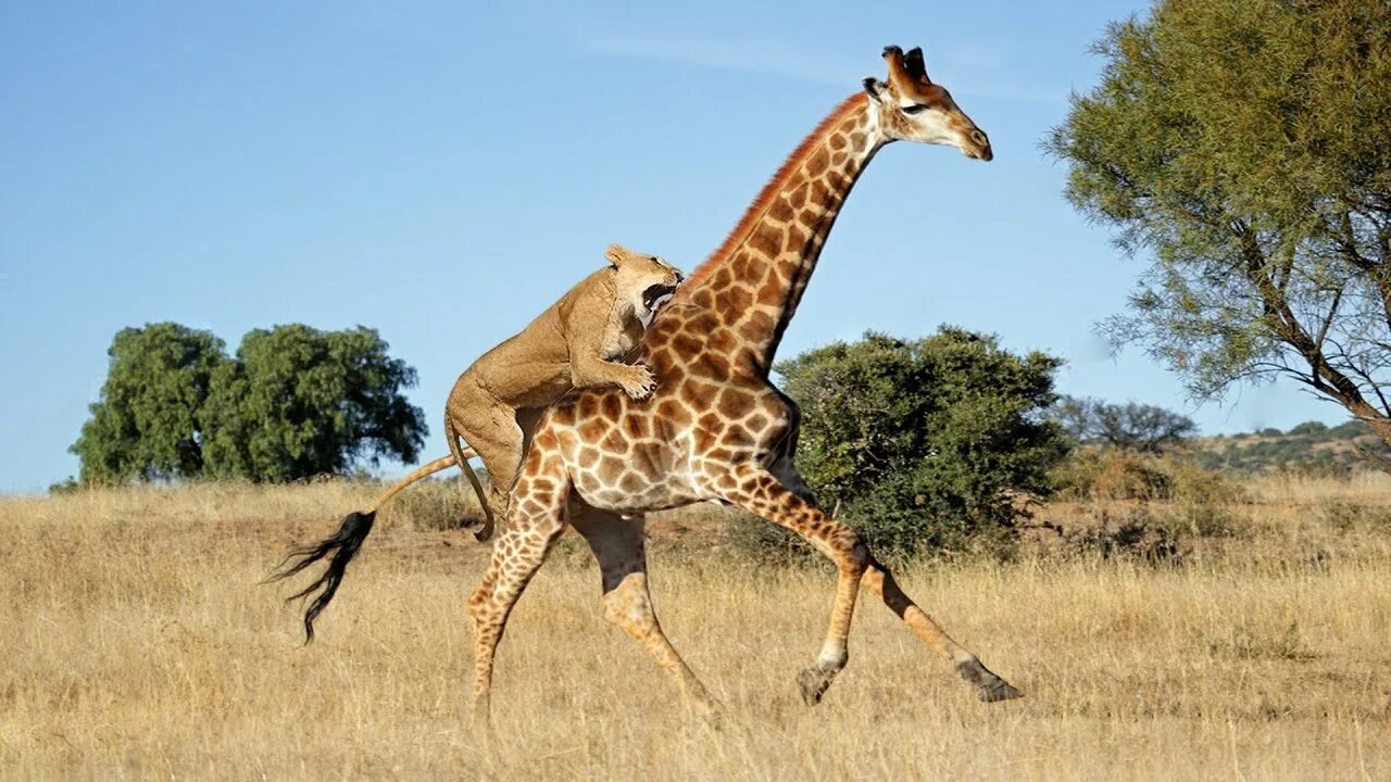 Картинка животных жираф How Lion Attack Giraffe Success - YouTube