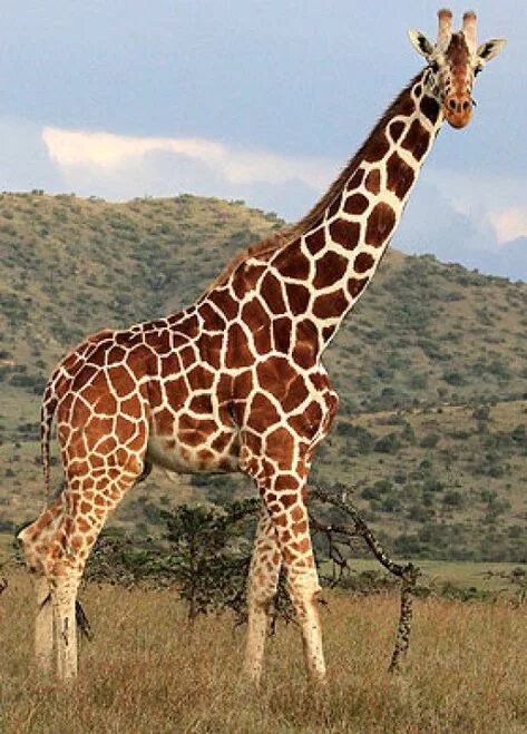 Картинка животных жираф 10 популярных идей на тему "pictures of giraffes" для вдохновения