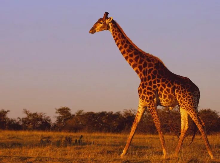 Картинка животных жираф Giraffes Giraffe, Giraffe pictures, Fun facts about giraffes