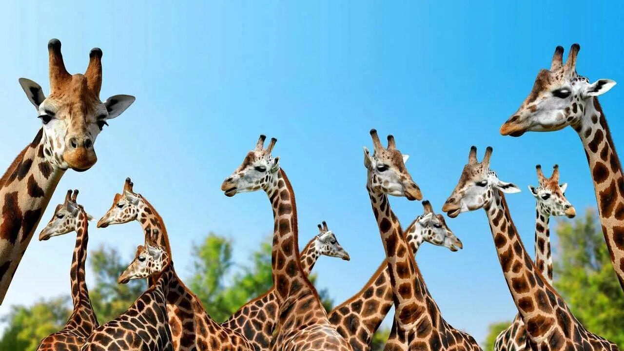 Картинка животных жираф Жираф hansa большой - купить по низкой цене на Яндекс Маркете