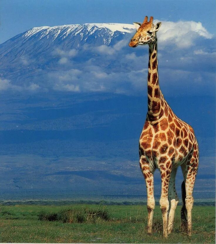 Картинка животных жираф Kilimanjaro, Tanzania Giraffe, Mount kilimanjaro, Animals beautiful